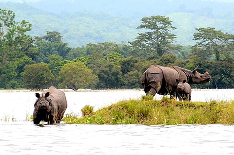 Is Kaziranga shrinking ?