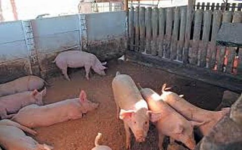 Lakhimpur, Dhemaji aspire to become piggery hub
