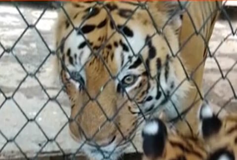 Bengaluru biological park honours 'Golden Girl' Hima Das naming tiger cub after her