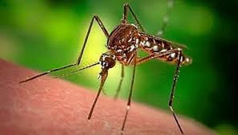 Seven Japanese Encephalitis Cases Detected in Arunachal Pradesh