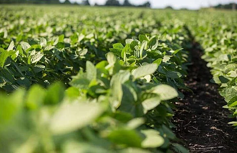 The Farm Sector: Reflections from Developing Economies’ Experience