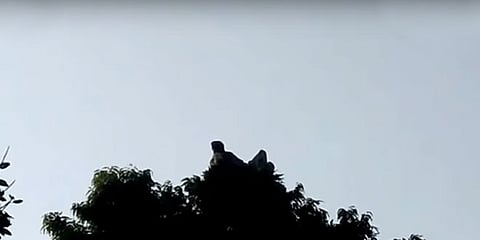 Thousands throng to see ‘Bandariya Baba’ living on trees