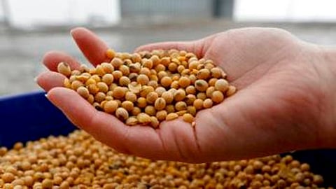 China Halts Purchases of US Agricultural Products