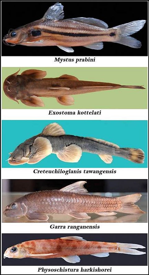 Five new fish species discovered by a team of fisheries and aquatic ecology research of RGU