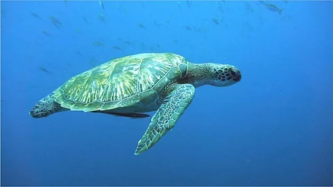 Green turtles eating plastic as it resembles their food