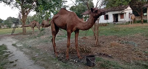 Saved From Slaughter, Seized Camel Dies In Dhula Police Station