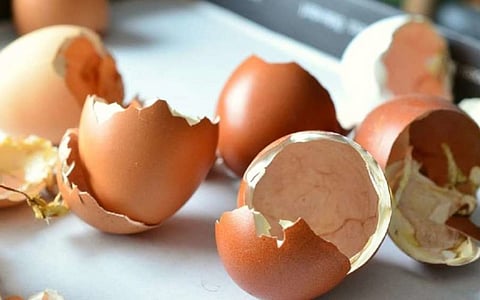 Researchers produce bone substitutes from eggshells