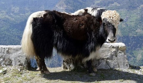 Dirang NRCY Conducts Yak Health Camps in Ladakh