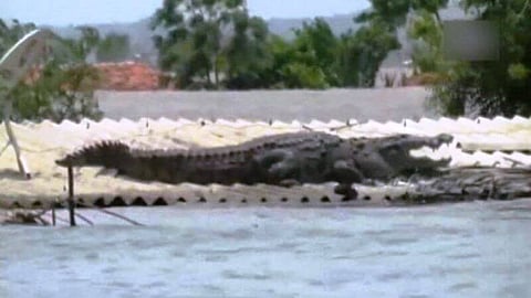 Giant crocodile spotted with mouth open on the roof of flood submerged house in Karnataka