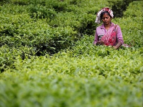 Health of tea industry