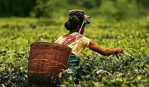 3-Year Tax Holiday For Assam Tea Sector