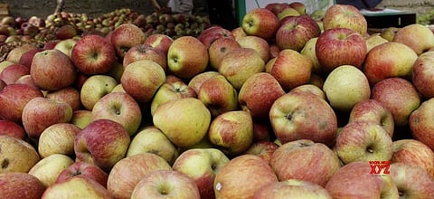 700 Truckloads of Apple Leave Jammu and Kashmir