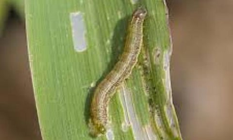 Tripura Farmers Worried Over Pest Attacks