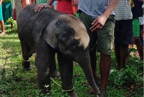 Elephant Calf Rescued from Bormukuli Village, Udalguri