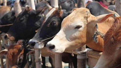No supply of subsidized fodder: Tripura animal rearers in a fix