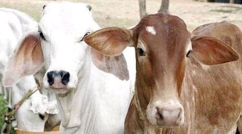 'Pashu Arogya Mela' Animal Health Camp held in Tinsukia