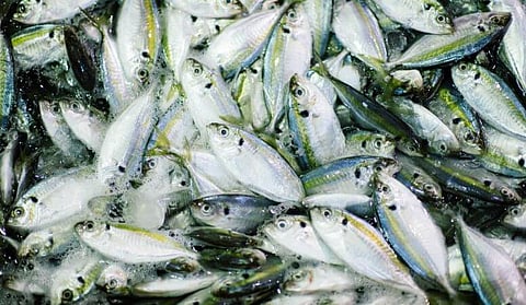 Arunachal locals ask for ban on meat, fish import from Assam's COVID-19 hotspots