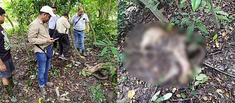 Carcass of Royal Bengal Tigress recovered at Kohora range in Kaziranga National Park
