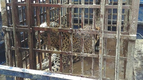 Female Adult Leopard Trapped in Monumoi Tea Estate, Later Released