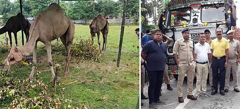 Seized Camels return to Natural Habitat, the Role of Darrang Police Lauded