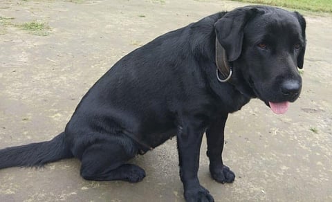 Indian Army Dog ‘Jaari’ Helps In Recovery of explosives At BTAD