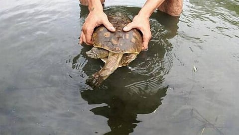 Pathetic Condition of Turtles In Temple Ponds Raises Concern