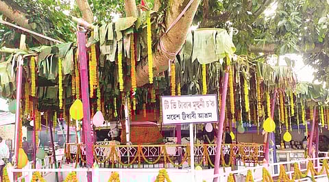 Marriage Between Sacred Fig and Banyan Tree