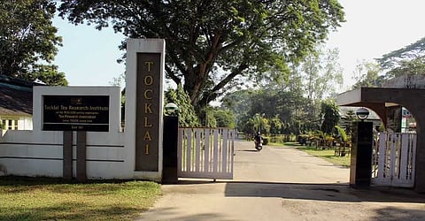 Tocklai Tea Research Institute in Severe Crisis again