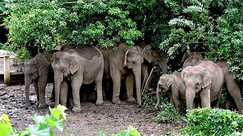 Safety of Jumbo: Captive Elephants Highest in Assam