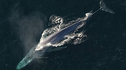 Satellites Images Helpful to Detect Stranded Whales from Space