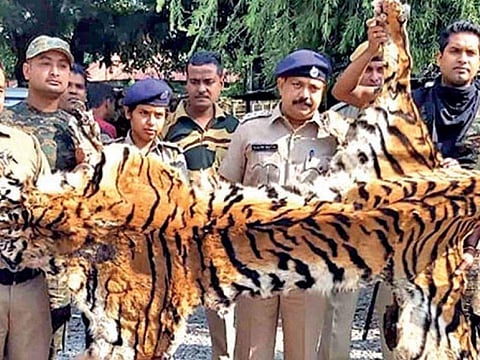 Bhutanese Citizens Got Arrested with Royal Bengal Tiger Skin