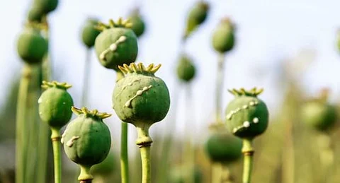 Chongkhow Villagers of Arunachal Pradesh resolve to stop Opium sale