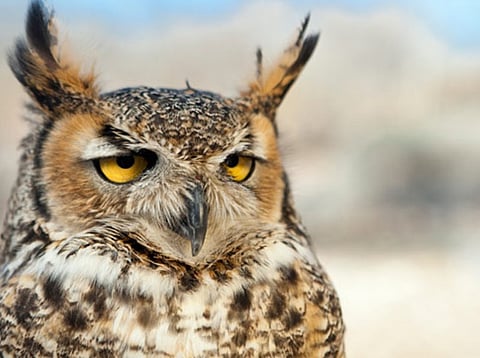 On Diwali, Owls in Peril