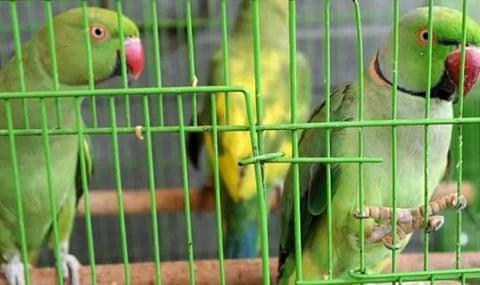13 Parakeets were Seized in IGI Airport Presented before Delhi Court