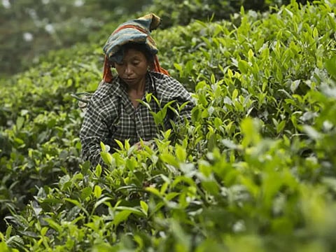 SBI of NE Circle to Facilitate Wage Payment to Tea Estate Staff