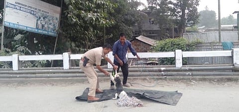 Police officer takes upon himself to remove carcass, appreciated by society