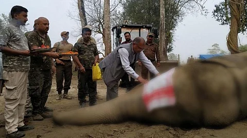 Captured Wild Elephant Krishna dies of ‘cardiac arrest’