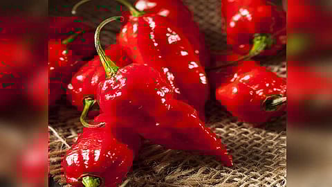 A Fiery Feat of 48 Bhut Jolokias in One Minute by Student of Class X