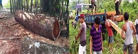 Operation against illegal timber smugglers, seized valuable logs from Chirang & Kokrajhar