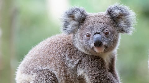 More than 2,000 koalas killed in Australia bushfires