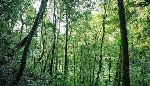 Report: Except Assam and Tripura, North Eastern regions show decrease in forest cover