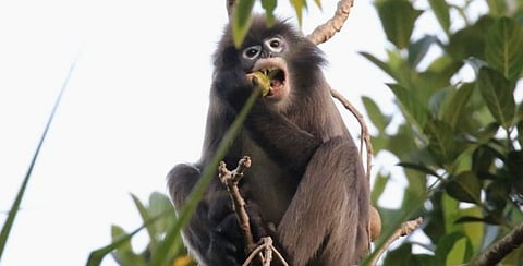 Concern raised over a decrease in monkey population: Mever Kumar Jamatia