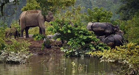 Ray of hope for State’s biodiversity