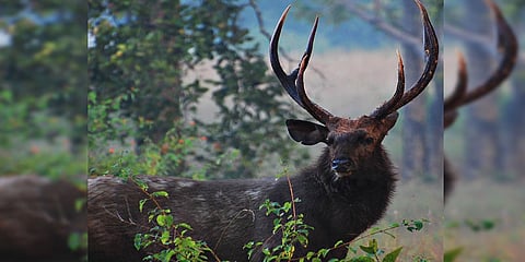 Endangered sambar deer calf rescued from Choephelling Tibetan refugee camp area