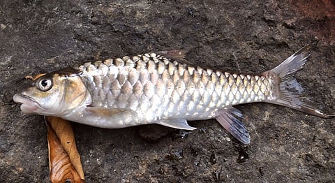 Endangered Mahseer multiplying in Himachal Pradesh