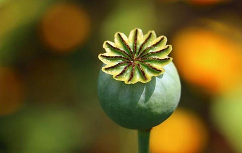 Over 20 kg of raw opium seized in Myanmar: CCDAC