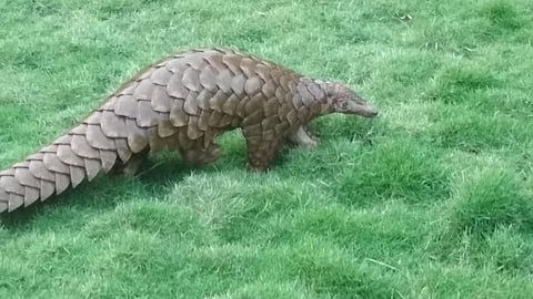 Pangolin Recovered, Four Held in Dudhnoi of Goalpara district