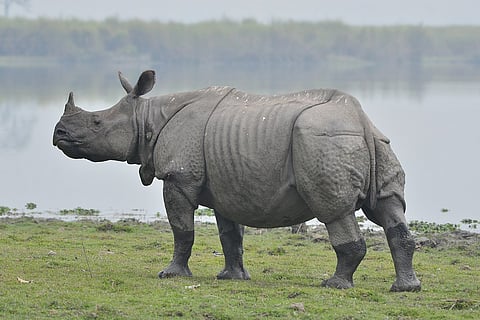 Assam Aims To Be Home To 3,000 Rhinos By 2020: Reports