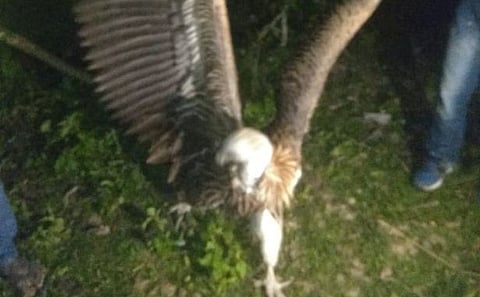 Indian Griffin Vulture was rescued in Sarupathar