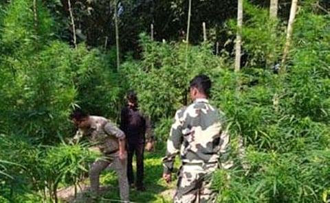 BSF, Guwahati & Dinhata Police destroyed illegal cultivation of hemp (ganja)
